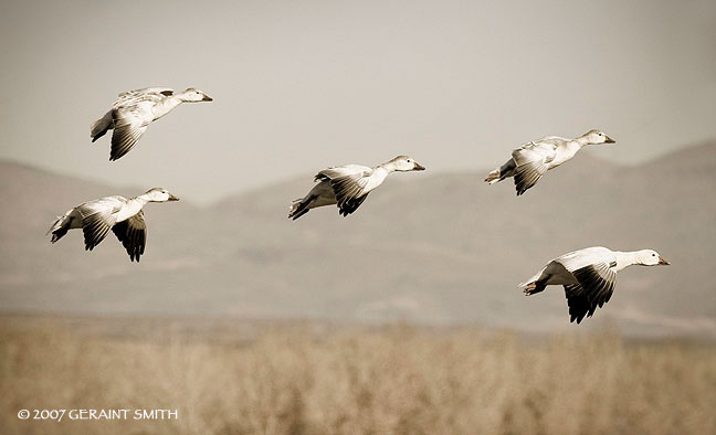 No turkey ... five geese for Thanksgiving