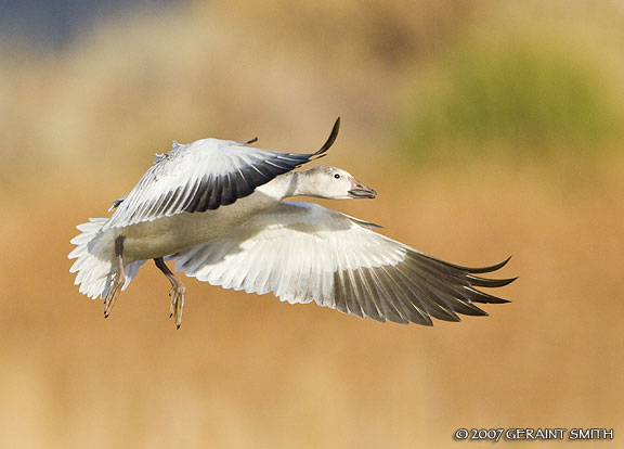 Snow goose flaps down!