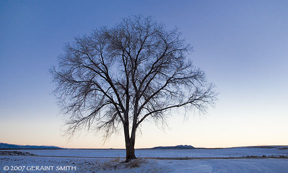 Lone Tree on Highway 64 west of Taos