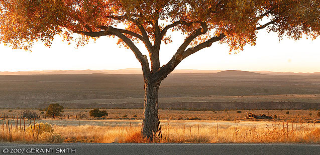 The tree at the overlook, Taos NM