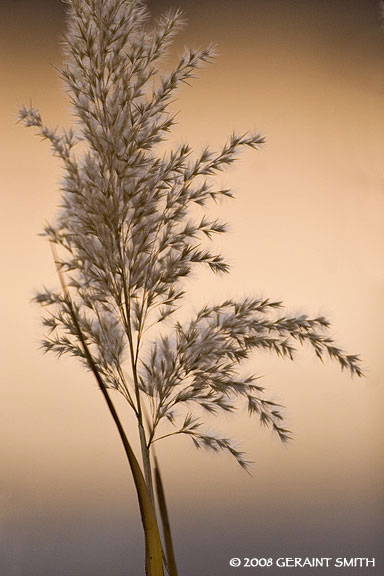 Pampas Grass Bosque del Apache, Socorro, New Mexico