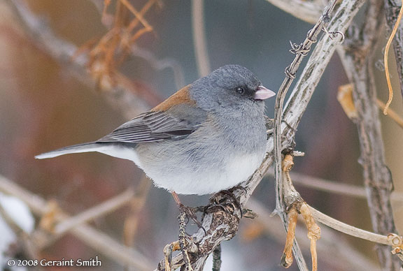 Dark-eyed Junco