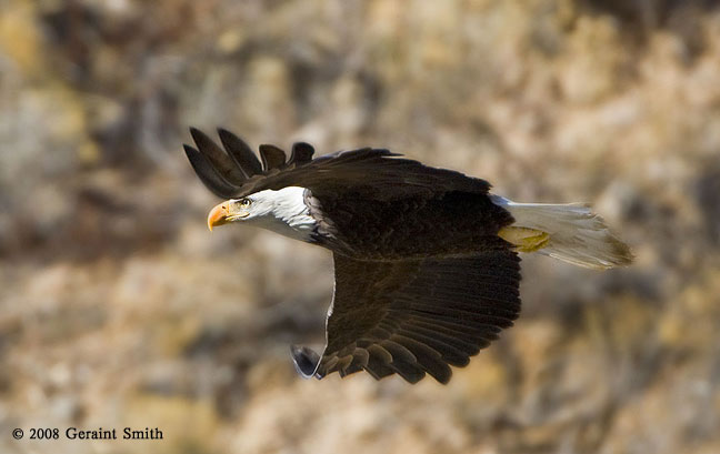 In the Rio Grande Gorge, along the river in Pilar this week ... five bald eagles, two golden eagles, two great blue herons