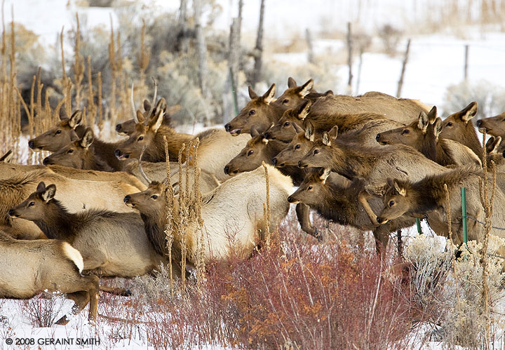 Elk leaping fences in Taos yesterday 