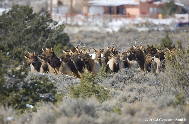 elk