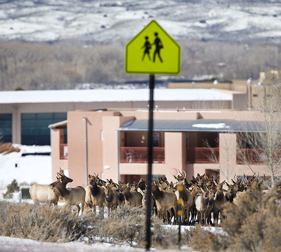 elk