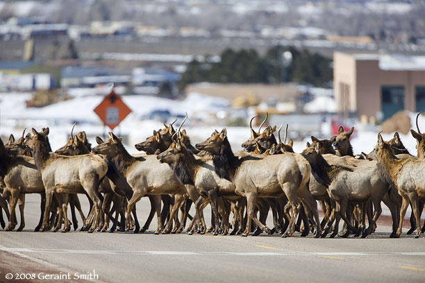 elk