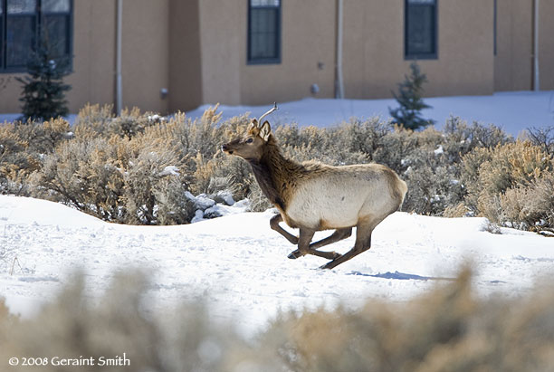 elk