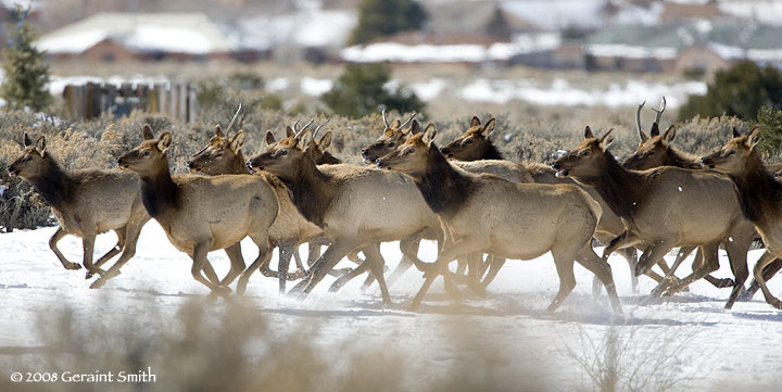 elk