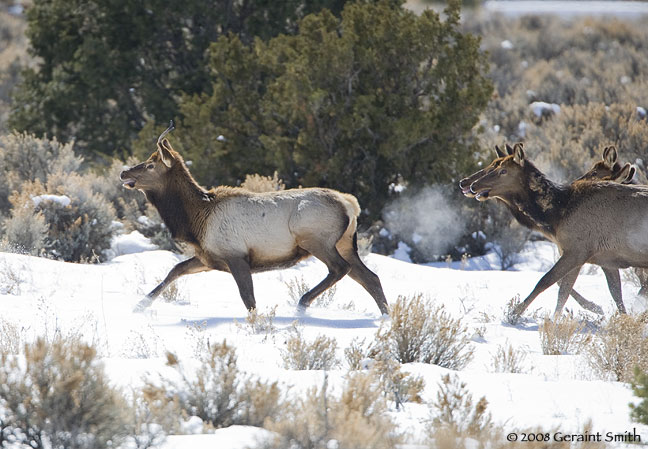 elk