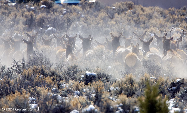 elk