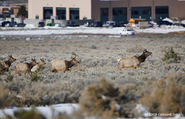 elk