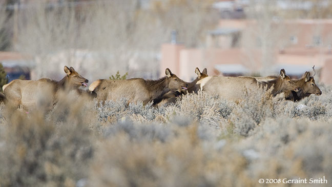 elk