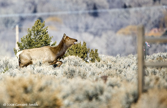 elk