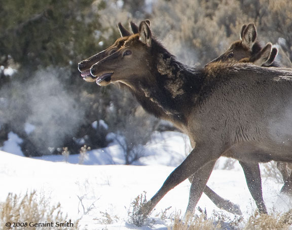 elk