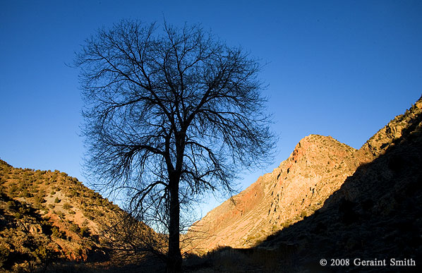 Rio Grande Gorge Tree