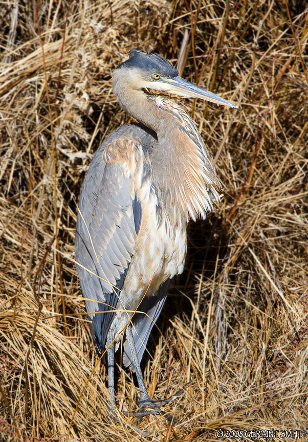 Great Blue Heron wintering along the Rio Grande