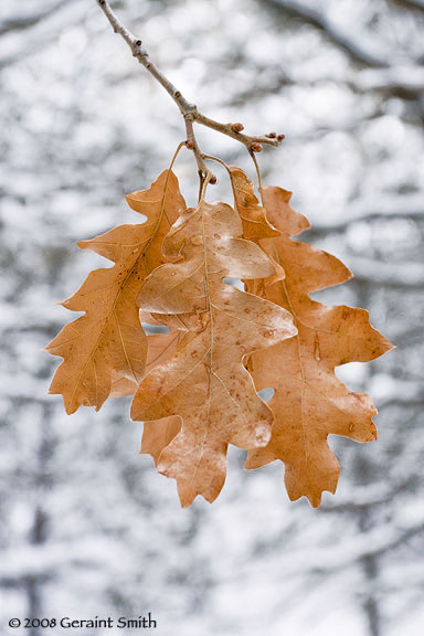 Oak Leaves in the woods