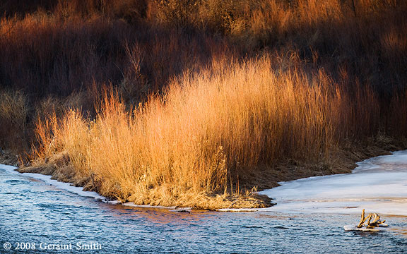 River willows in the early eveming light