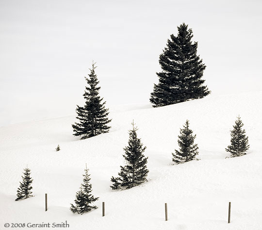 Snow Pines near Hopewell Lake on Highway 64 west of Tres Piedras, NM