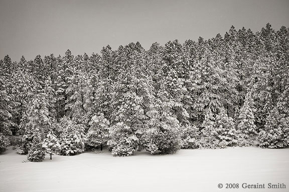 Narnia ... in the meadows on the Highroad to Taos