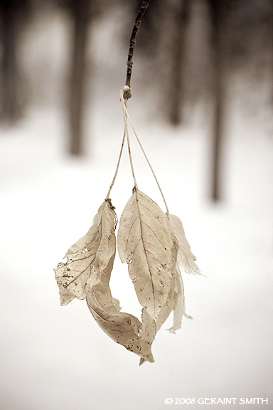 Tree leaves in the snowy woods of Taos Canyon