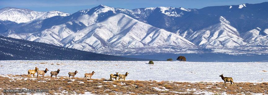 Elk on the move north west of Taos, NM