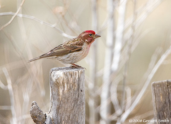 Cassin's Finch on the coyote fence