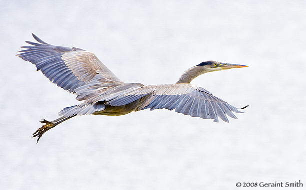 Great Blue Heron in full flight