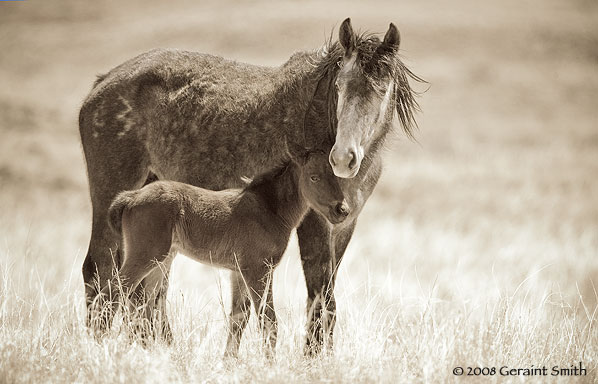 Wild horses on the road to Chaco Canyon