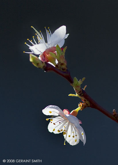 Blossoms along the rio grande