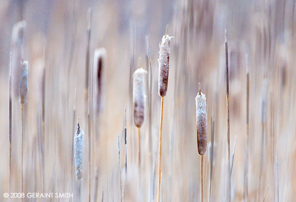 In the cat-tails