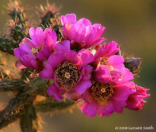 Cholla Cactus flower blooms