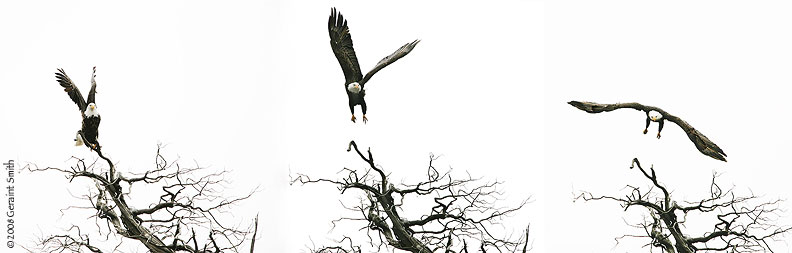 Bald eagle lift off ... the eagles along the Rio Grande have headed north again