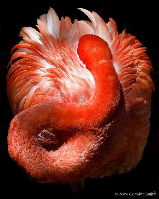 Flamingo sleep at the Albuquerque Zoo