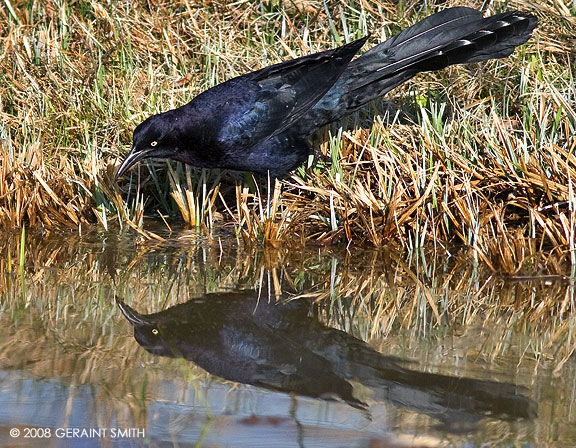 Looking good ... a Great-tailed grackle, in Taos NM