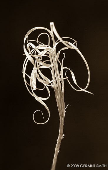 Natures fretwork , grasses on the trail in taos canyon