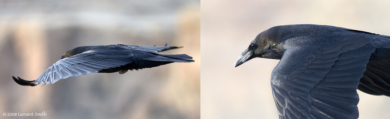 Raven in filght amongst the ruins in Chaco Canyon