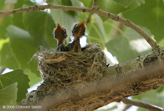 "Crooners" ... a couple of Fly Catcher chicks in the big cottonwood along the Rio Chama