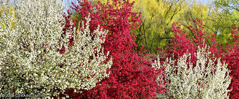 Blossoms along the main street in Taos, NM