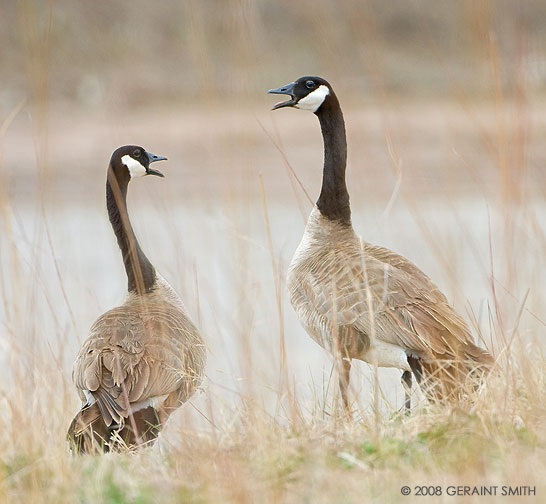 Canada Geese with a lot to say on the Rio Chama in Abiquiu, NM