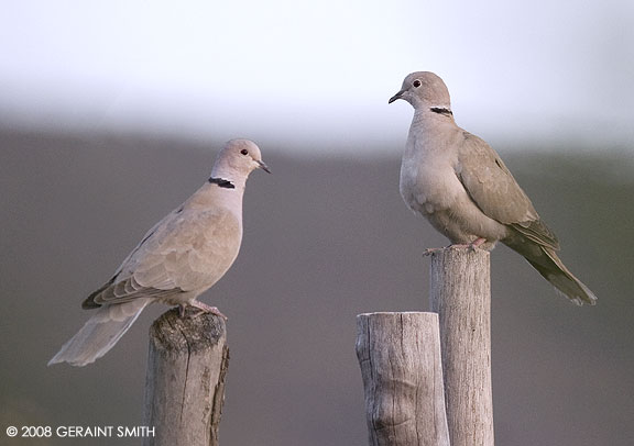 Doves in my yard