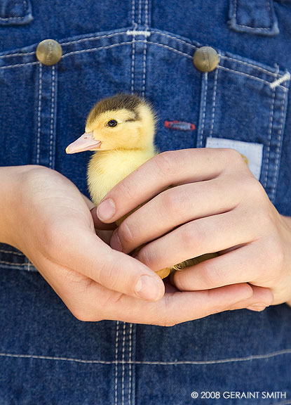 A duckling rescued from marauding dogs and hatched a few days ago in Pilar, NM