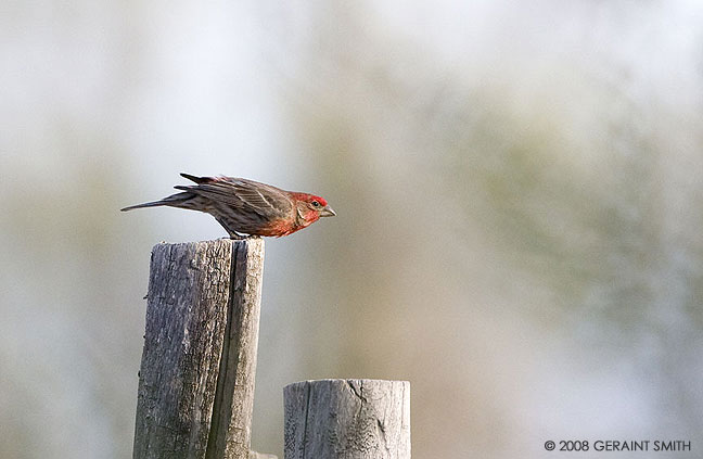 A House finch in launch mode!