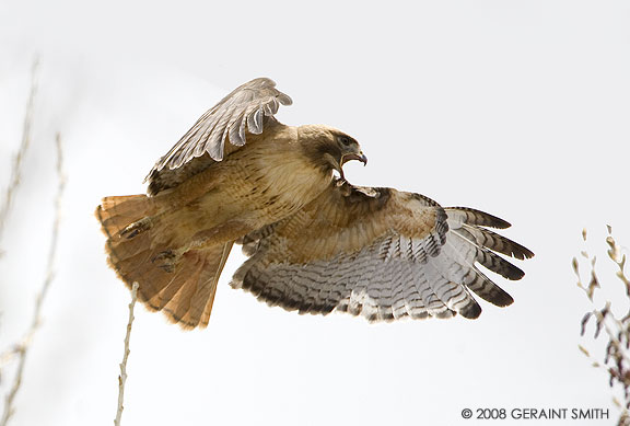 One of a breeding pair of Red Tailed Hawks nesting with two chicks in the Ranchos Valley