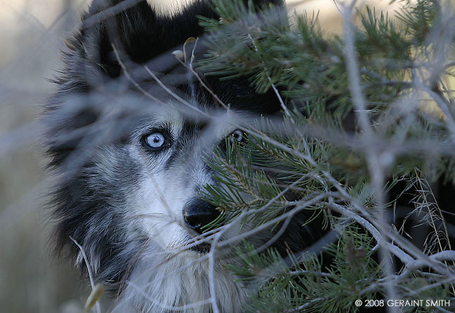 Watcher in the trees