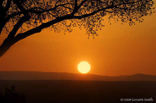 'Sunset Tree' at the Rio Grande Gorge overlook , Taos NM