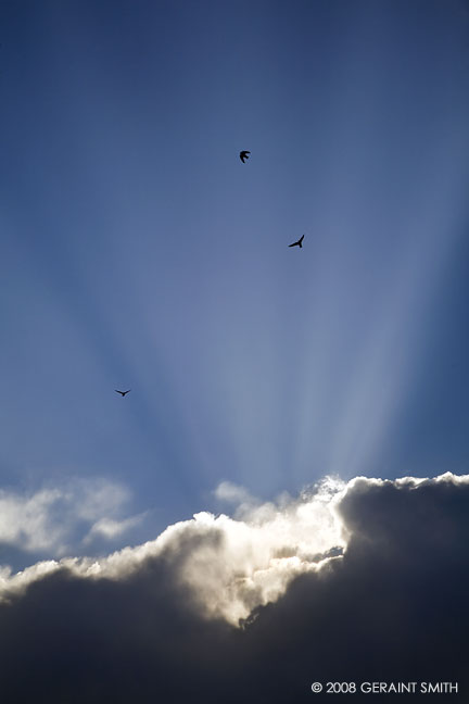 "Swallow Rays"  along the Chama River, Abiquiu, NM