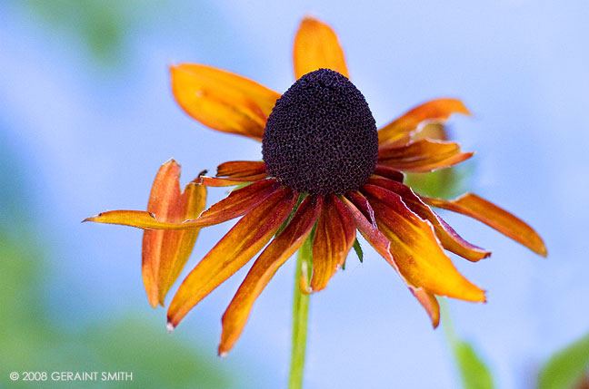 Blackeyed Susan ... signs of autumn