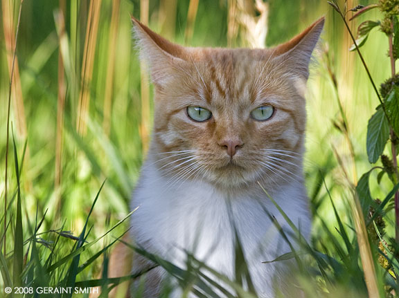 Cat in the grass